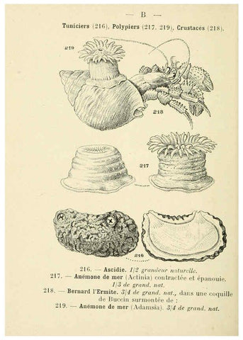 Reproducción/Reproduction 6311733707: Atlas de poche des coquilles des côtes de France Paris,Librairie des sciences naturelles, Paul Klincksiek,1913