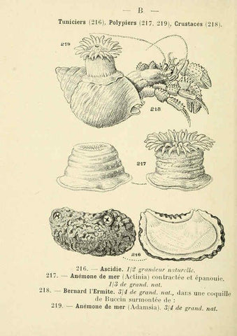 Reproducción/Reproduction 6311733707: Atlas de poche des coquilles des côtes de France Paris,Librairie des sciences naturelles, Paul Klincksiek,1913