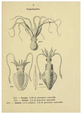 Reproducción/Reproduction 6311733521: Atlas de poche des coquilles des côtes de France Paris,Librairie des sciences naturelles, Paul Klincksiek,1913