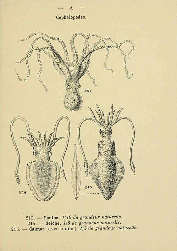 Reproducción/Reproduction 6311733521: Atlas de poche des coquilles des côtes de France Paris,Librairie des sciences naturelles, Paul Klincksiek,1913