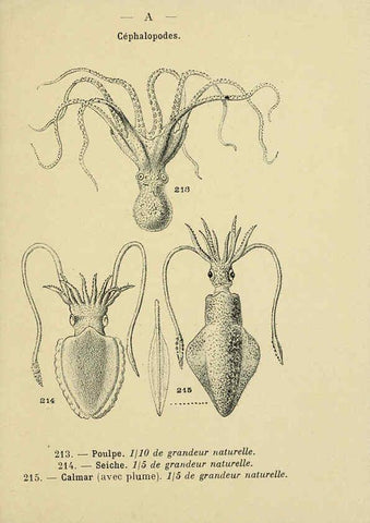 Reproducción/Reproduction 6311733521: Atlas de poche des coquilles des côtes de France Paris,Librairie des sciences naturelles, Paul Klincksiek,1913