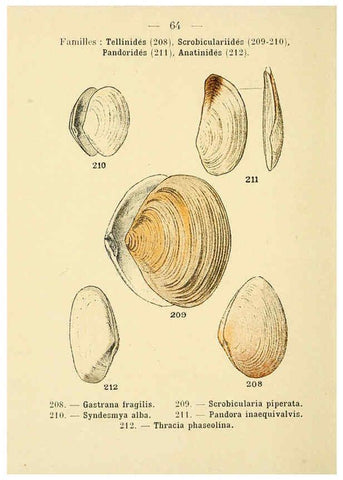 Reproducción/Reproduction 6311733357: Atlas de poche des coquilles des côtes de France Paris,Librairie des sciences naturelles, Paul Klincksiek,1913