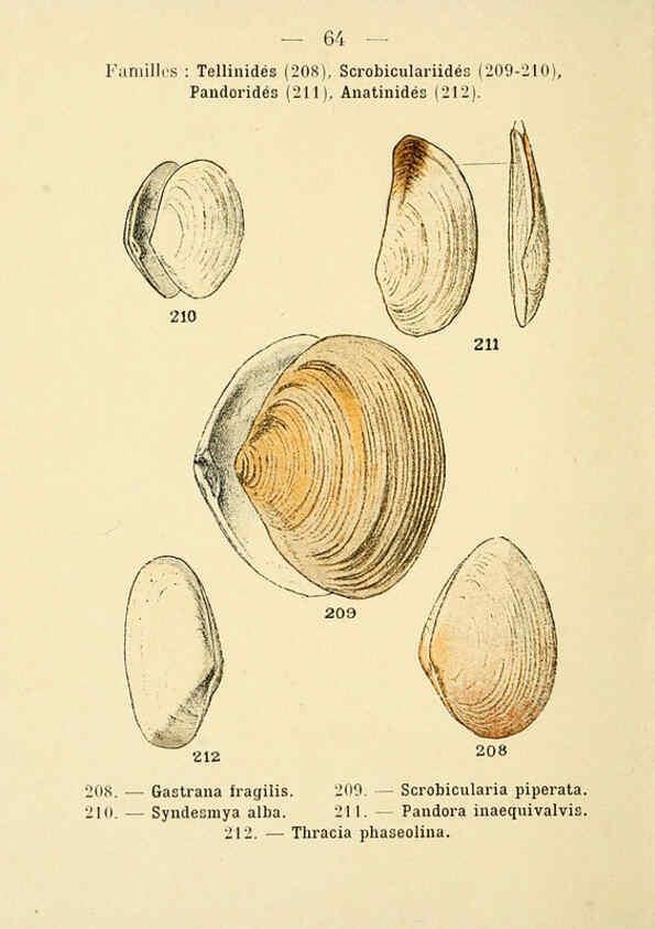 Reproducción/Reproduction 6311733357: Atlas de poche des coquilles des côtes de France Paris,Librairie des sciences naturelles, Paul Klincksiek,1913