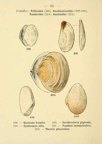 Reproducción/Reproduction 6311733357: Atlas de poche des coquilles des côtes de France Paris,Librairie des sciences naturelles, Paul Klincksiek,1913