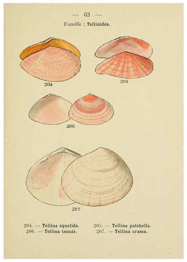 Reproducción/Reproduction 6312253586: Atlas de poche des coquilles des côtes de France Paris,Librairie des sciences naturelles, Paul Klincksiek,1913