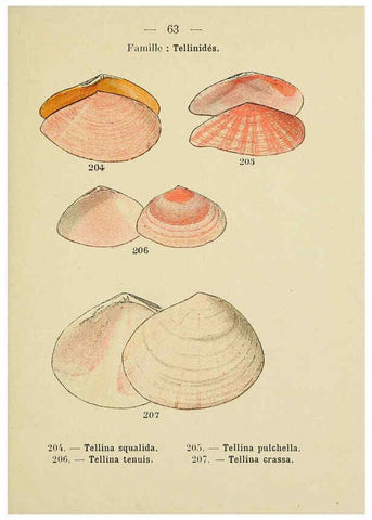 Reproducción/Reproduction 6312253586: Atlas de poche des coquilles des côtes de France Paris,Librairie des sciences naturelles, Paul Klincksiek,1913