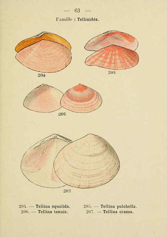 Reproducción/Reproduction 6312253586: Atlas de poche des coquilles des côtes de France Paris,Librairie des sciences naturelles, Paul Klincksiek,1913