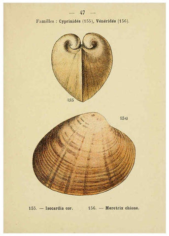 Reproducción/Reproduction 6312250164: Atlas de poche des coquilles des côtes de France Paris,Librairie des sciences naturelles, Paul Klincksiek,1913