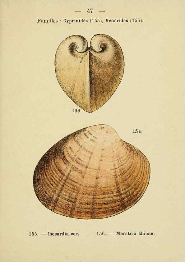 Reproducción/Reproduction 6312250164: Atlas de poche des coquilles des côtes de France Paris,Librairie des sciences naturelles, Paul Klincksiek,1913
