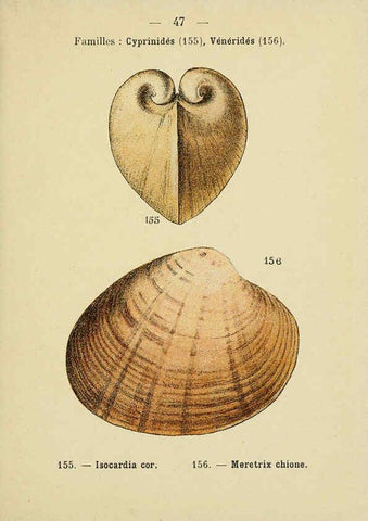 Reproducción/Reproduction 6312250164: Atlas de poche des coquilles des côtes de France Paris,Librairie des sciences naturelles, Paul Klincksiek,1913