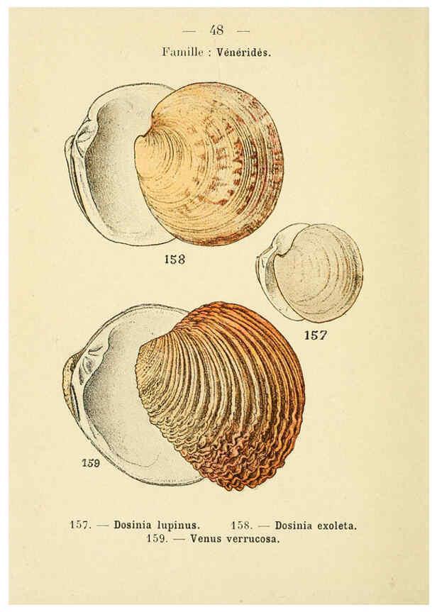 Reproducción/Reproduction 6312250376: Atlas de poche des coquilles des côtes de France Paris,Librairie des sciences naturelles, Paul Klincksiek,1913