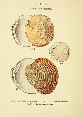 Reproducción/Reproduction 6312250376: Atlas de poche des coquilles des côtes de France Paris,Librairie des sciences naturelles, Paul Klincksiek,1913