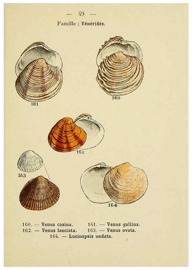 Reproducción/Reproduction 6312250656: Atlas de poche des coquilles des côtes de France Paris,Librairie des sciences naturelles, Paul Klincksiek,1913