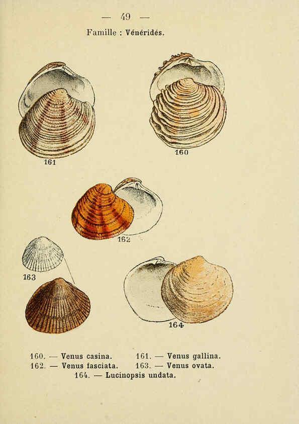 Reproducción/Reproduction 6312250656: Atlas de poche des coquilles des côtes de France Paris,Librairie des sciences naturelles, Paul Klincksiek,1913