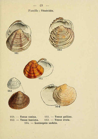 Reproducción/Reproduction 6312250656: Atlas de poche des coquilles des côtes de France Paris,Librairie des sciences naturelles, Paul Klincksiek,1913