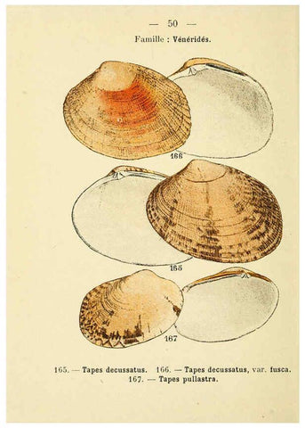 Reproducción/Reproduction 6312250996: Atlas de poche des coquilles des côtes de France Paris,Librairie des sciences naturelles, Paul Klincksiek,1913