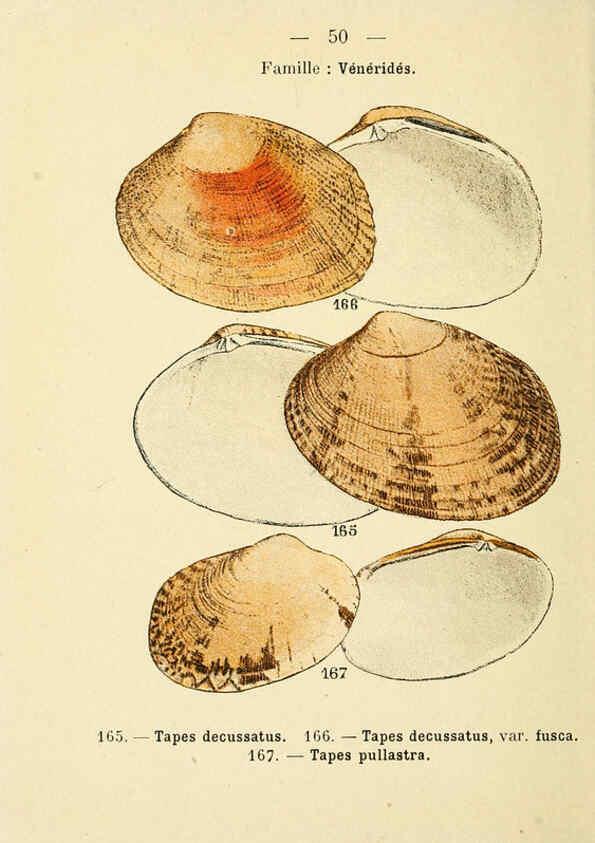 Reproducción/Reproduction 6312250996: Atlas de poche des coquilles des côtes de France Paris,Librairie des sciences naturelles, Paul Klincksiek,1913