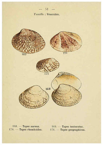Reproducción/Reproduction 6311730553: Atlas de poche des coquilles des côtes de France Paris,Librairie des sciences naturelles, Paul Klincksiek,1913