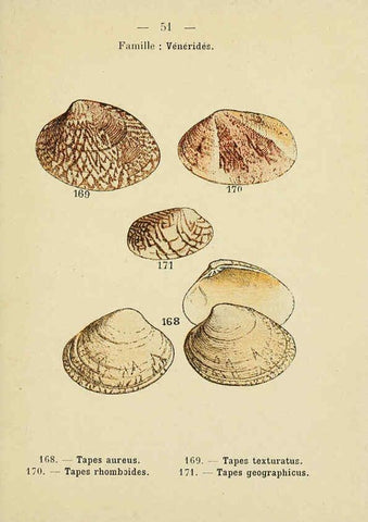 Reproducción/Reproduction 6311730553: Atlas de poche des coquilles des côtes de France Paris,Librairie des sciences naturelles, Paul Klincksiek,1913
