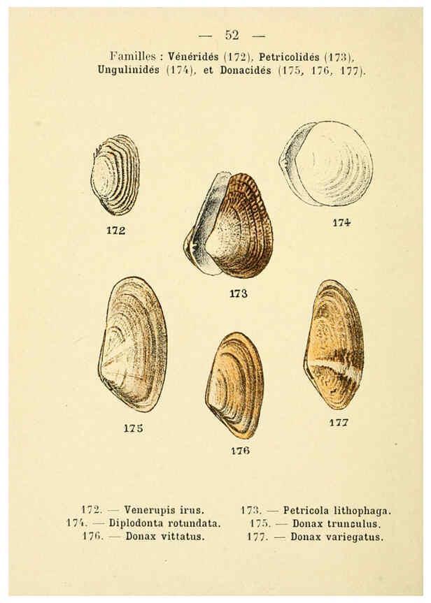 Reproducción/Reproduction 6312251394: Atlas de poche des coquilles des côtes de France Paris,Librairie des sciences naturelles, Paul Klincksiek,1913