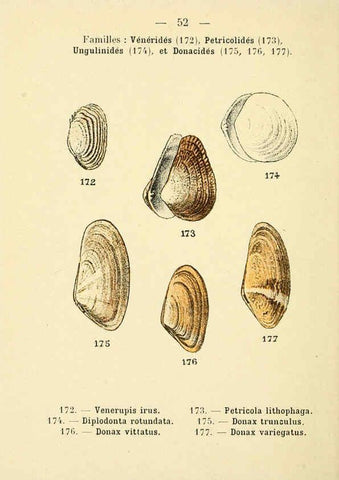 Reproducción/Reproduction 6312251394: Atlas de poche des coquilles des côtes de France Paris,Librairie des sciences naturelles, Paul Klincksiek,1913