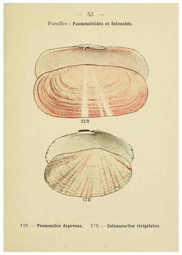Reproducción/Reproduction 6311730973: Atlas de poche des coquilles des côtes de France Paris,Librairie des sciences naturelles, Paul Klincksiek,1913