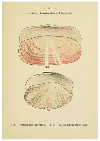 Reproducción/Reproduction 6311730973: Atlas de poche des coquilles des côtes de France Paris,Librairie des sciences naturelles, Paul Klincksiek,1913