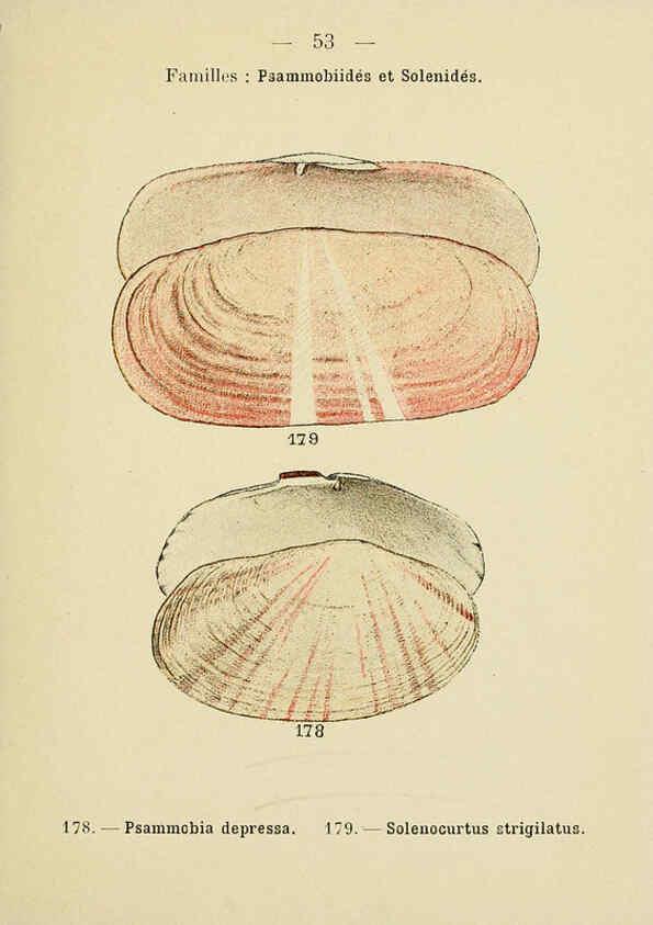 Reproducción/Reproduction 6311730973: Atlas de poche des coquilles des côtes de France Paris,Librairie des sciences naturelles, Paul Klincksiek,1913