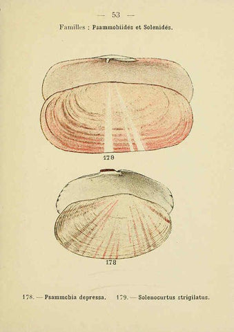 Reproducción/Reproduction 6311730973: Atlas de poche des coquilles des côtes de France Paris,Librairie des sciences naturelles, Paul Klincksiek,1913