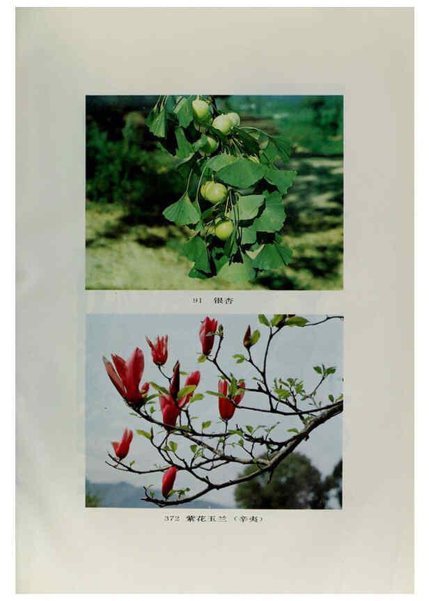 Reproducción/Reproduction 6329132220: an hui jing ji zhi wu zhi 安徽经济植物志 an hui ke xue ji shu chu ban she安徽科学技术出版社 