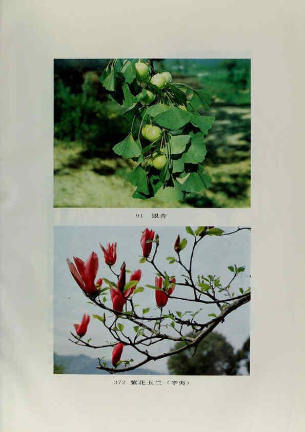Reproducción/Reproduction 6329132220: an hui jing ji zhi wu zhi 安徽经济植物志 an hui ke xue ji shu chu ban she安徽科学技术出版社 