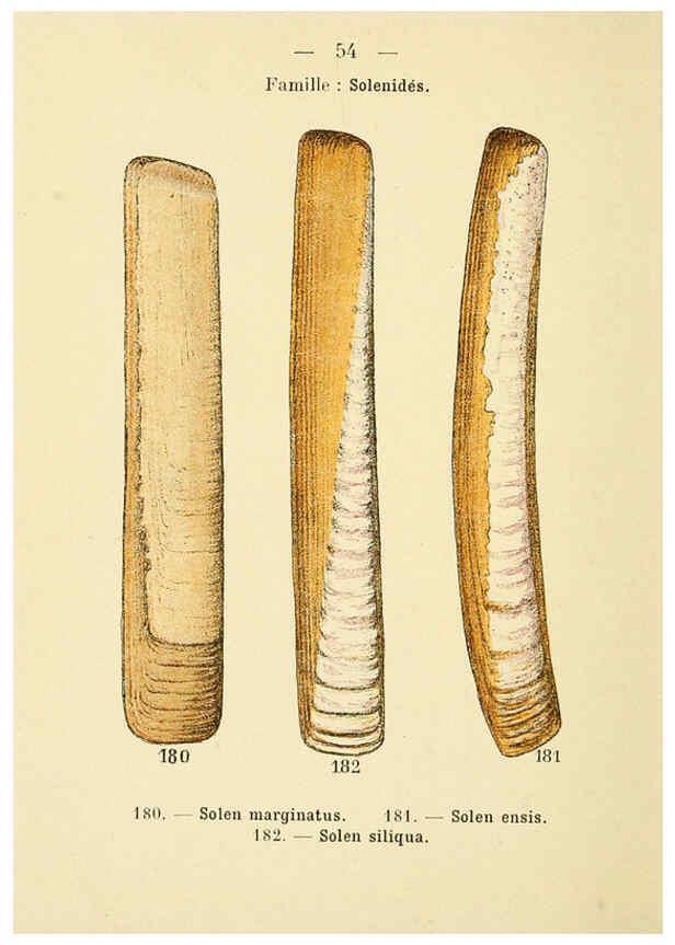 Reproducción/Reproduction 6311731307: Atlas de poche des coquilles des côtes de France Paris,Librairie des sciences naturelles, Paul Klincksiek,1913