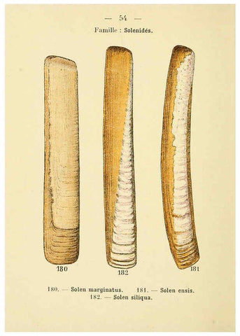 Reproducción/Reproduction 6311731307: Atlas de poche des coquilles des côtes de France Paris,Librairie des sciences naturelles, Paul Klincksiek,1913