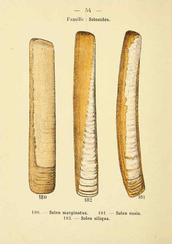 Reproducción/Reproduction 6311731307: Atlas de poche des coquilles des côtes de France Paris,Librairie des sciences naturelles, Paul Klincksiek,1913