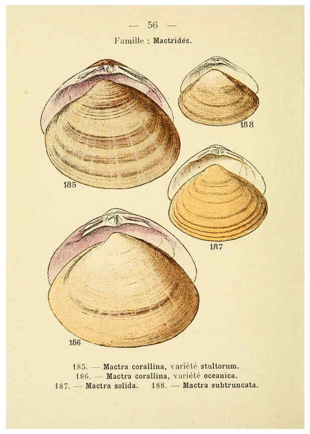 Reproducción/Reproduction 6311731723: Atlas de poche des coquilles des côtes de France Paris,Librairie des sciences naturelles, Paul Klincksiek,1913