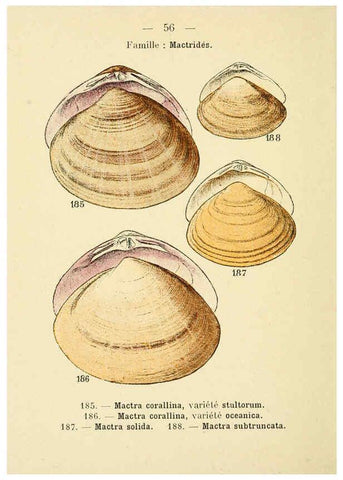 Reproducción/Reproduction 6311731723: Atlas de poche des coquilles des côtes de France Paris,Librairie des sciences naturelles, Paul Klincksiek,1913