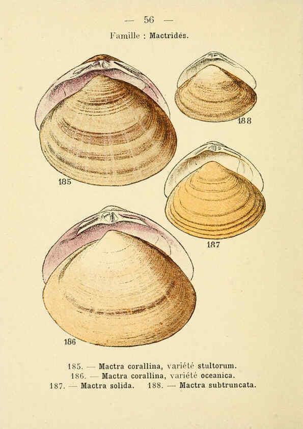 Reproducción/Reproduction 6311731723: Atlas de poche des coquilles des côtes de France Paris,Librairie des sciences naturelles, Paul Klincksiek,1913