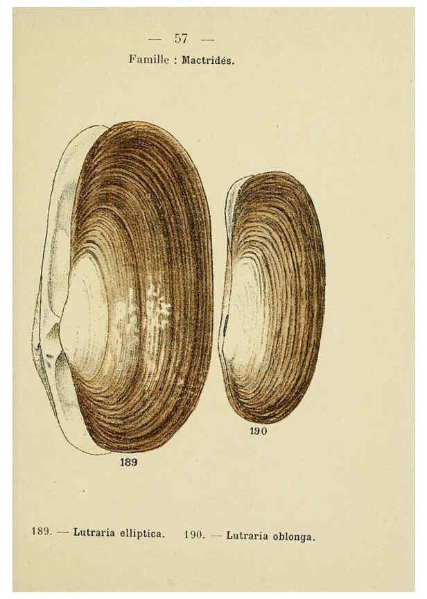 Reproducción/Reproduction 6311731905: Atlas de poche des coquilles des côtes de France Paris,Librairie des sciences naturelles, Paul Klincksiek,1913