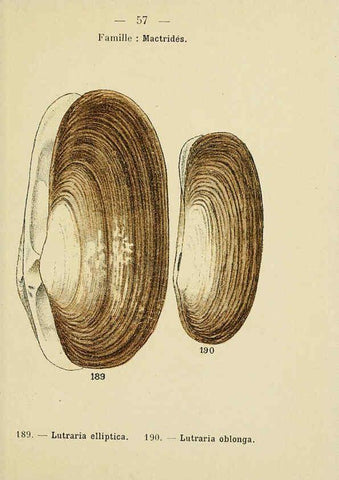 Reproducción/Reproduction 6311731905: Atlas de poche des coquilles des côtes de France Paris,Librairie des sciences naturelles, Paul Klincksiek,1913