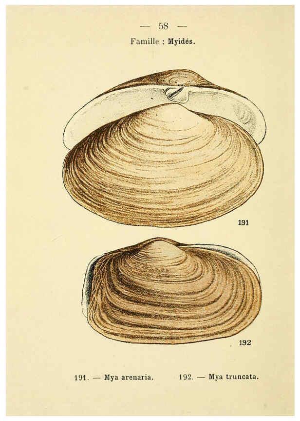 Reproducción/Reproduction 6311732181: Atlas de poche des coquilles des côtes de France Paris,Librairie des sciences naturelles, Paul Klincksiek,1913
