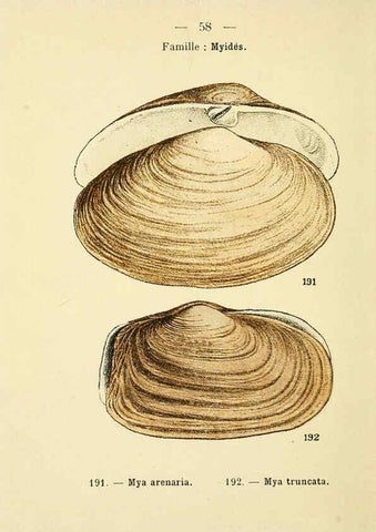 Reproducción/Reproduction 6311732181: Atlas de poche des coquilles des côtes de France Paris,Librairie des sciences naturelles, Paul Klincksiek,1913