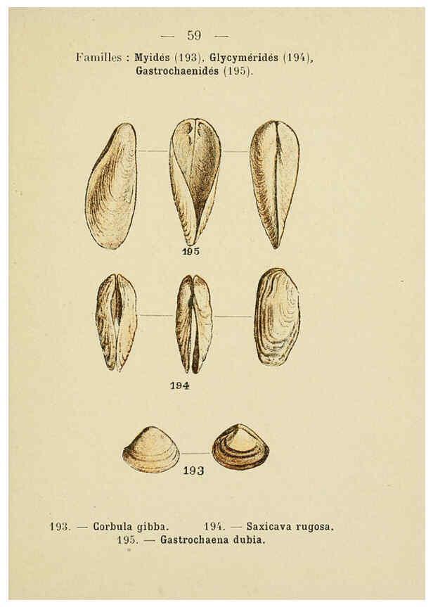 Reproducción/Reproduction 6311732397: Atlas de poche des coquilles des côtes de France Paris,Librairie des sciences naturelles, Paul Klincksiek,1913