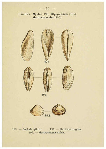 Reproducción/Reproduction 6311732397: Atlas de poche des coquilles des côtes de France Paris,Librairie des sciences naturelles, Paul Klincksiek,1913