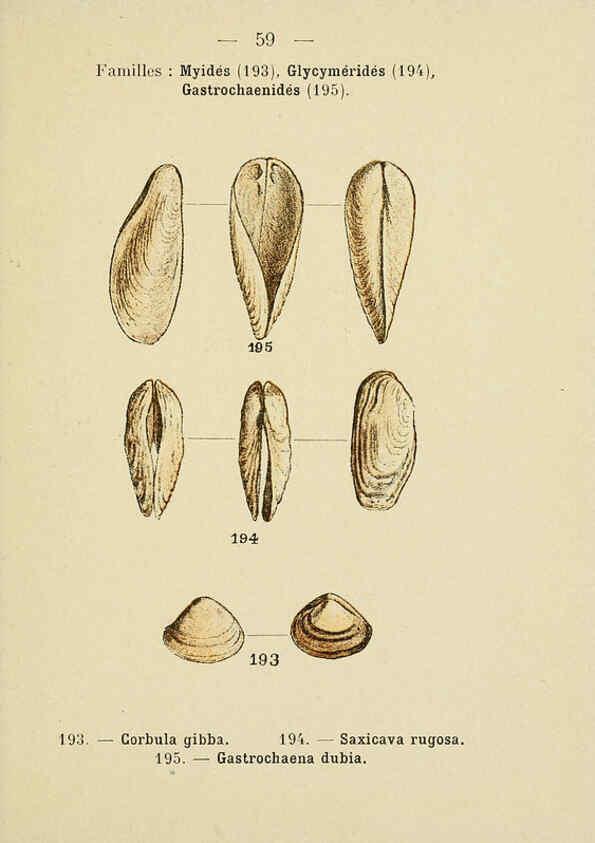 Reproducción/Reproduction 6311732397: Atlas de poche des coquilles des côtes de France Paris,Librairie des sciences naturelles, Paul Klincksiek,1913