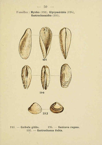 Reproducción/Reproduction 6311732397: Atlas de poche des coquilles des côtes de France Paris,Librairie des sciences naturelles, Paul Klincksiek,1913