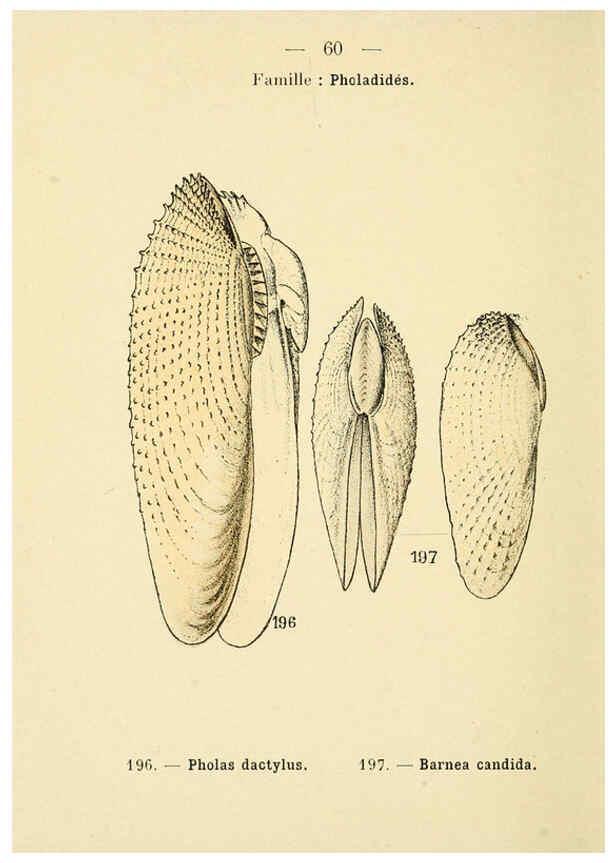 Reproducción/Reproduction 6312253012: Atlas de poche des coquilles des côtes de France Paris,Librairie des sciences naturelles, Paul Klincksiek,1913