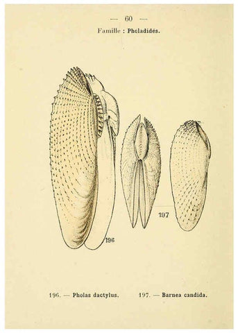 Reproducción/Reproduction 6312253012: Atlas de poche des coquilles des côtes de France Paris,Librairie des sciences naturelles, Paul Klincksiek,1913