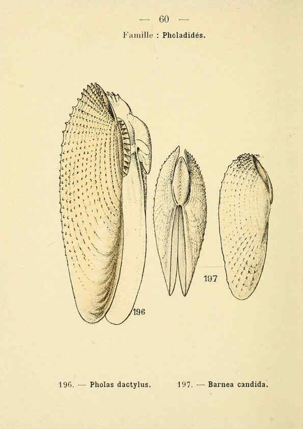 Reproducción/Reproduction 6312253012: Atlas de poche des coquilles des côtes de France Paris,Librairie des sciences naturelles, Paul Klincksiek,1913