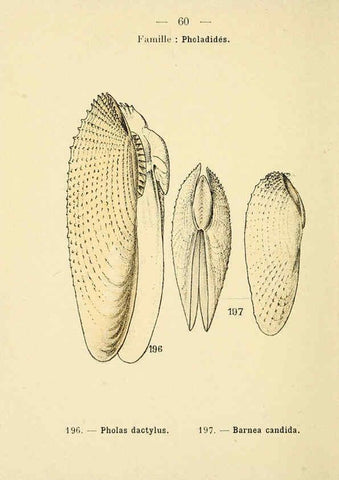 Reproducción/Reproduction 6312253012: Atlas de poche des coquilles des côtes de France Paris,Librairie des sciences naturelles, Paul Klincksiek,1913