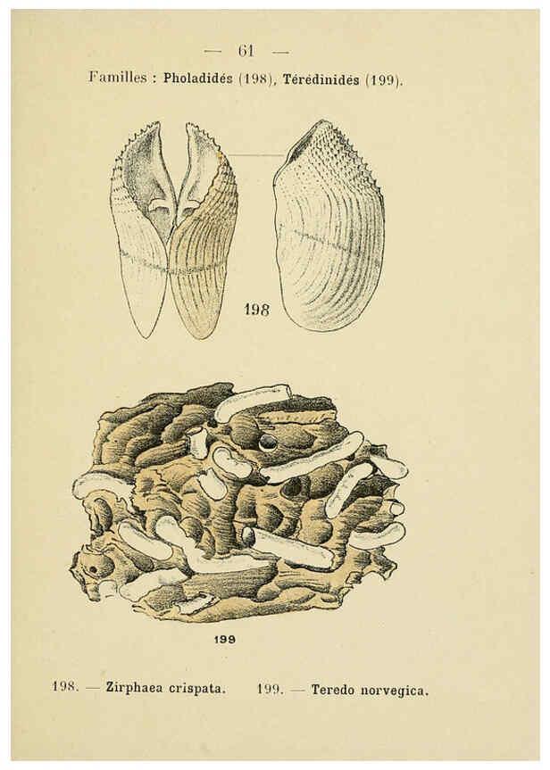 Reproducción/Reproduction 6311732789: Atlas de poche des coquilles des côtes de France Paris,Librairie des sciences naturelles, Paul Klincksiek,1913